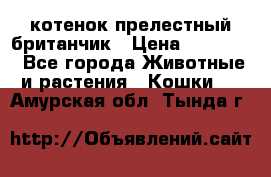 котенок прелестный британчик › Цена ­ 12 000 - Все города Животные и растения » Кошки   . Амурская обл.,Тында г.